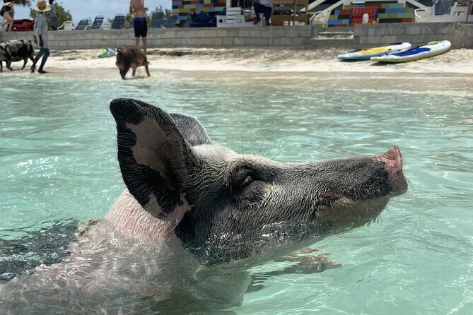 Swim with the Pigs Safari in Bahamas (2hrs) - Key Points
