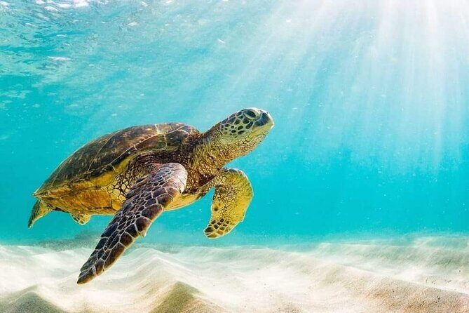 Swim with the Pigs Safari in Bahamas (2hrs) - A Closer Look at the Nassau Boat Tour