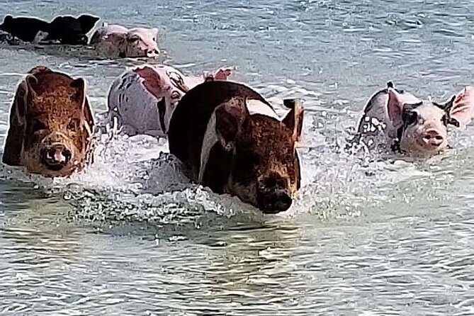 Swim with the Pigs / West End Experience - Swim with the Pigs / West End Experience: A Close-Up with Bahamian Wildlife and Local Charm