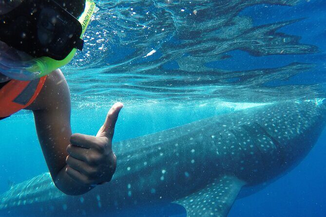 Swim with the Whale Shark on Holbox Island - Key Points