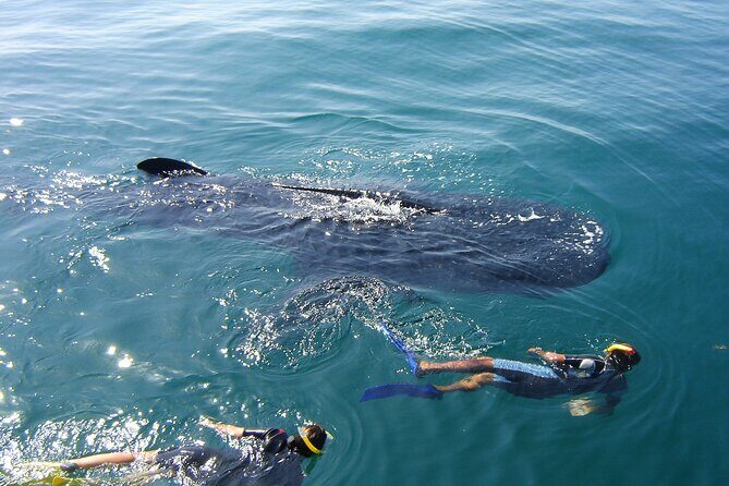 Swim with the Whale Shark on Holbox Island - Authentic Experiences and Authentic Reviews