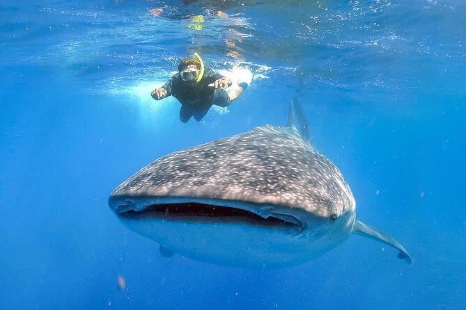 Swim with Whale Shark - Swim with Whale Shark: A Unique Cancun Adventure