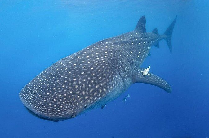 Swim with Whale Shark - FAQ