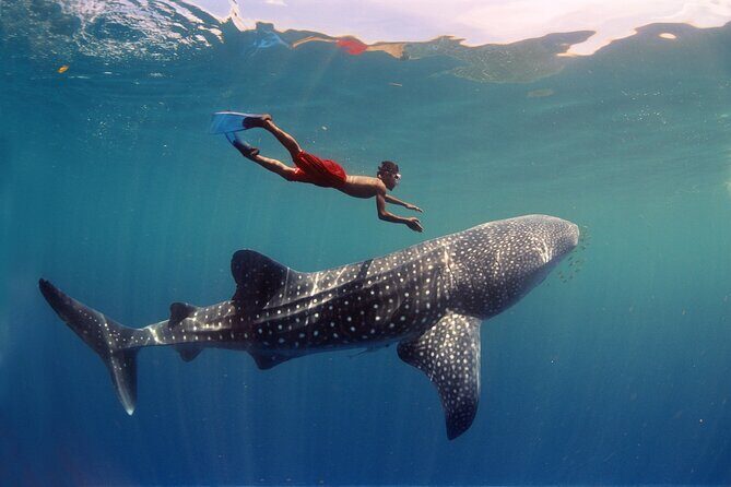Swim with Whale Shark from Cancun - Why This Tour Is a Great Fit