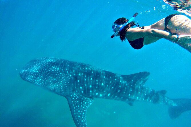 Swim with Whale Shark from Cancun - FAQ