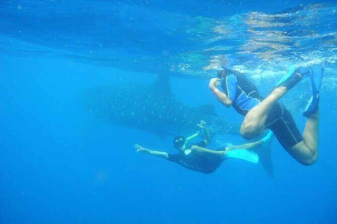 Swim with Whale Shark from Isla Mujeres and Cancun - FAQ: Your Questions Answered