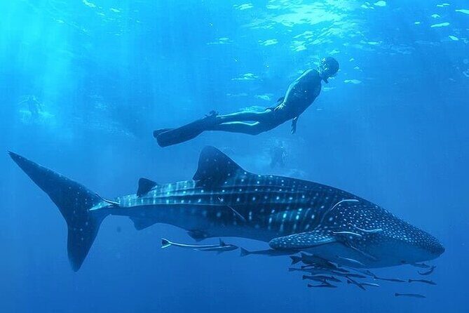 Swim with Whale Shark from La Paz - A Deep Dive into the Whale Shark Swim Experience
