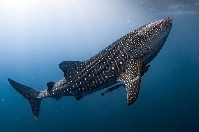 Swim with Whale Shark from La Paz - Final Thoughts