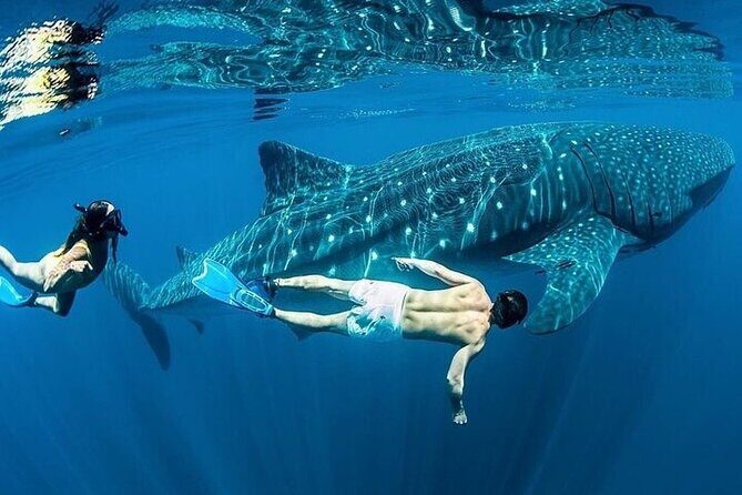 Swim with Whale Shark from La Paz - Frequently Asked Questions