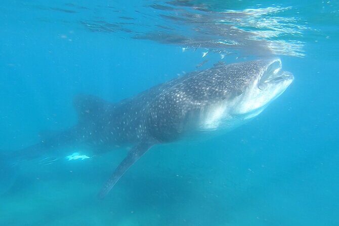 Swim with Whale Sharks in La Paz - A Closer Look at the Whale Shark Snorkeling Tour in La Paz