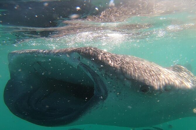 Swim with Whale Sharks in La Paz - Who Should Consider This Tour?