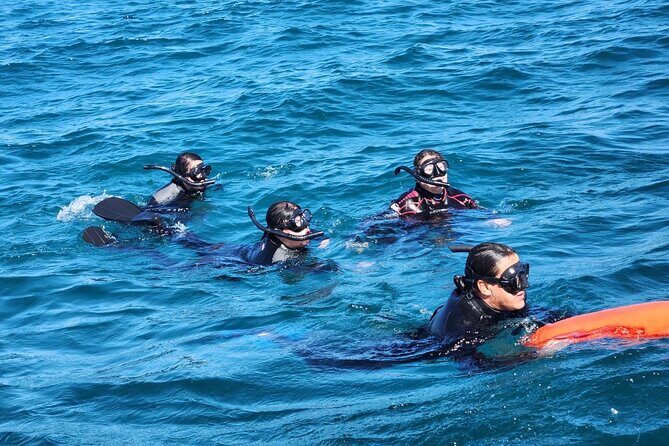 Swim with Whale Sharks in La Paz - FAQs