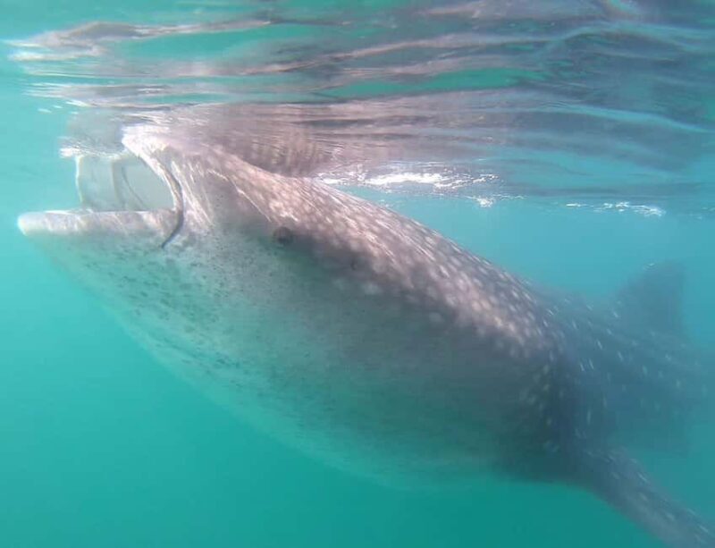Swim with Whale Sharks in La Paz - The Practicalities: What to Expect