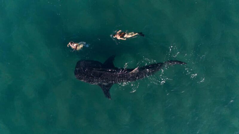 Swim with Whale Sharks in La Paz - Value for Money and Overall Impression