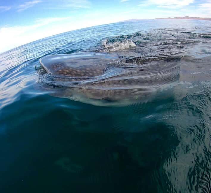 Swim with Whale Sharks in La Paz - FAQ