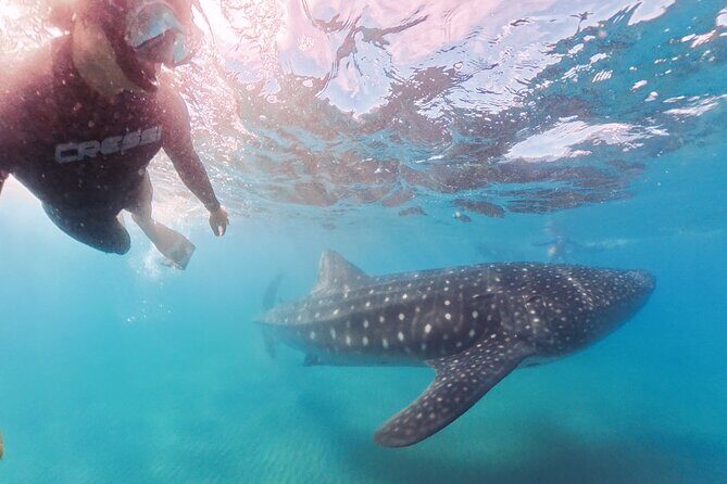 Swim with Whale Sharks MORE TIME IN THE WATER Limit 12 per Group - Experience the Magic of Whale Sharks in La Paz