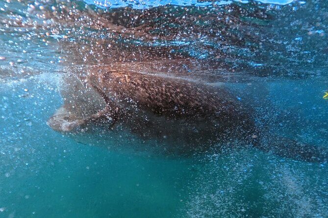 Swim with Whale Sharks MORE TIME IN THE WATER Limit 12 per Group - In-Depth Review of the Whale Shark Snorkeling Tour in La Paz