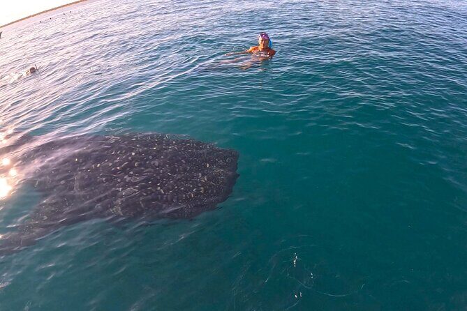 Swim with Whale Sharks MORE TIME IN THE WATER Limit 12 per Group - To sum it up