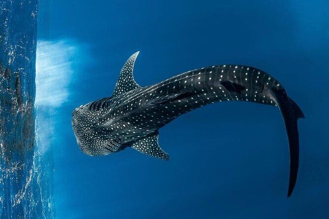 Swim with Whale Sharks Private tour from Playa del Carmen - Setting Off from Playa del Carmen to Cancun
