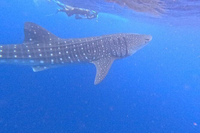Swim with Whale Sharks Private tour from Playa del Carmen - The Speedboat Ride and Dolphin Sightings