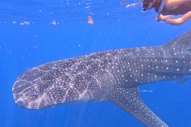 Swim with Whale Sharks Private tour from Playa del Carmen - The Short but Memorable 4-Hour Experience