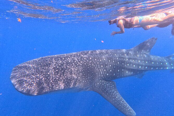 Swim with Whale Sharks Private tour from Playa del Carmen - Who Will Love This Tour?