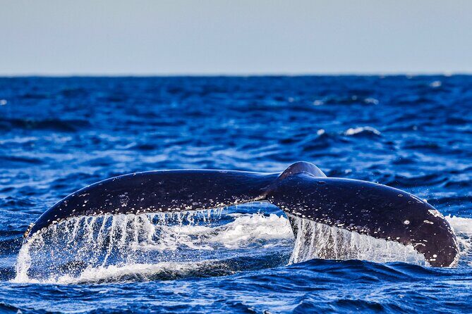 Swim with Whales Gold Coast - Key Points