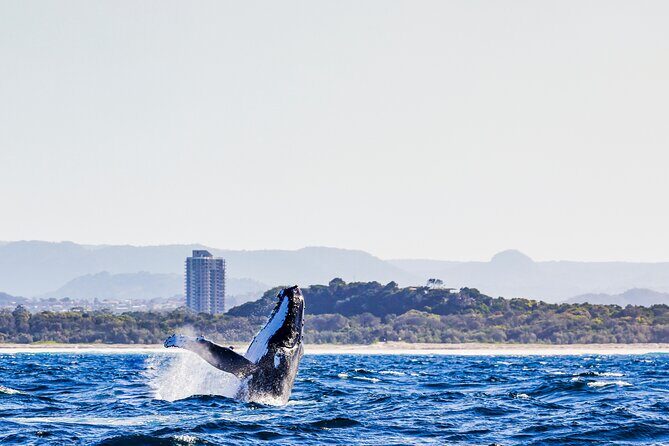 Swim with Whales Gold Coast - Why This Tour Stands Out
