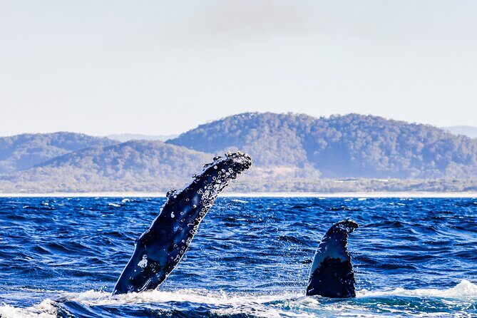 Swim with Whales Gold Coast - Final Thoughts
