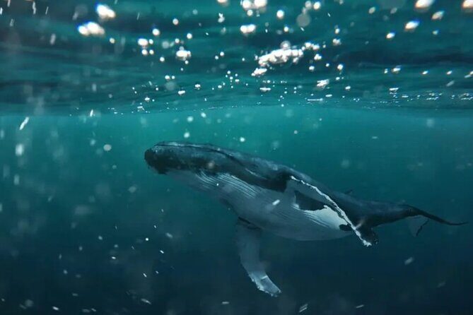 Swim with Whales in Gold Coast - A Closer Look at the Gold Coast Whale Swim Experience