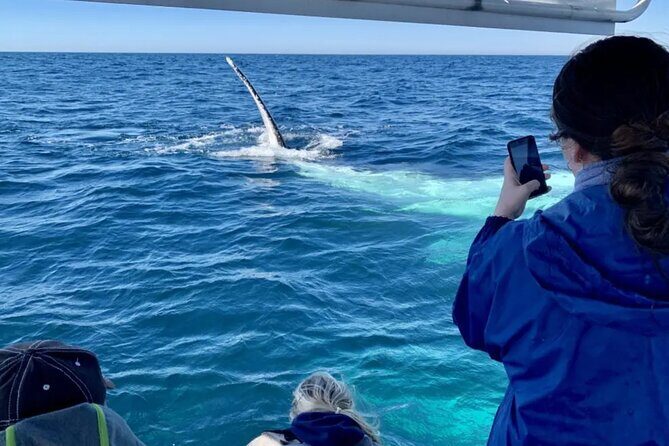 Swim with Whales in Gold Coast - FAQ