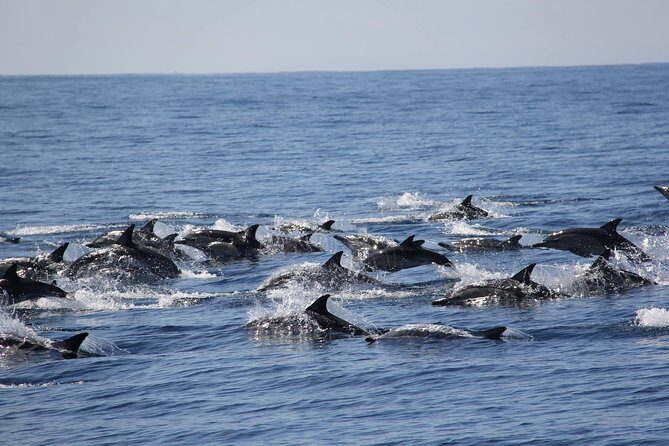 Swim With Wild Dolphins in Tauranga - Swim With Wild Dolphins in Tauranga