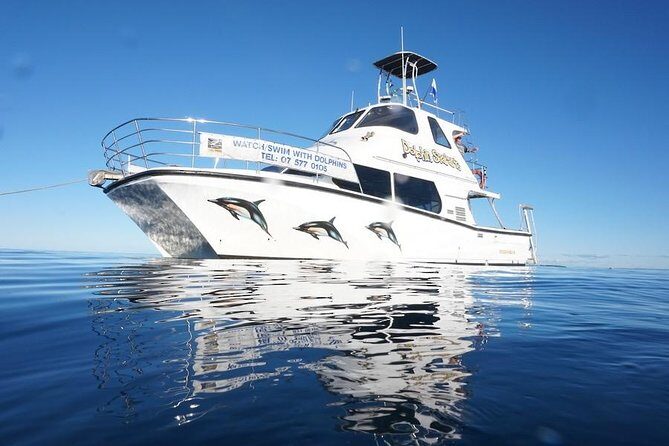 Swim With Wild Dolphins in Tauranga - Key Points