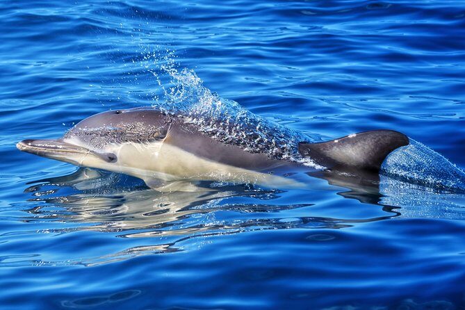 Swim With Wild Dolphins in Tauranga - FAQs