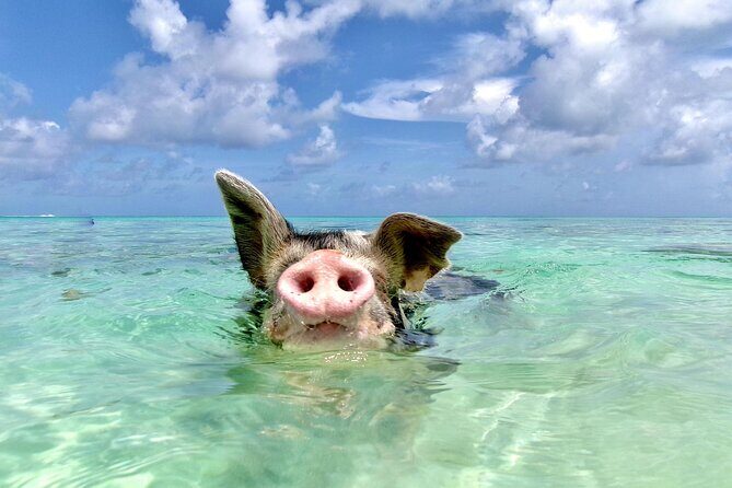 Swimming Pigs and Private Beach Club Escape - Key Points