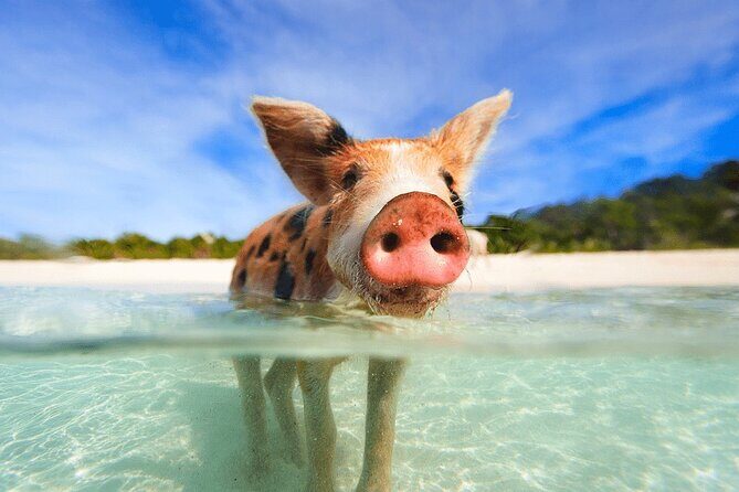 Swimming Pigs and Snorkeling Adventure on Athol Island - A Closer Look at the Experience
