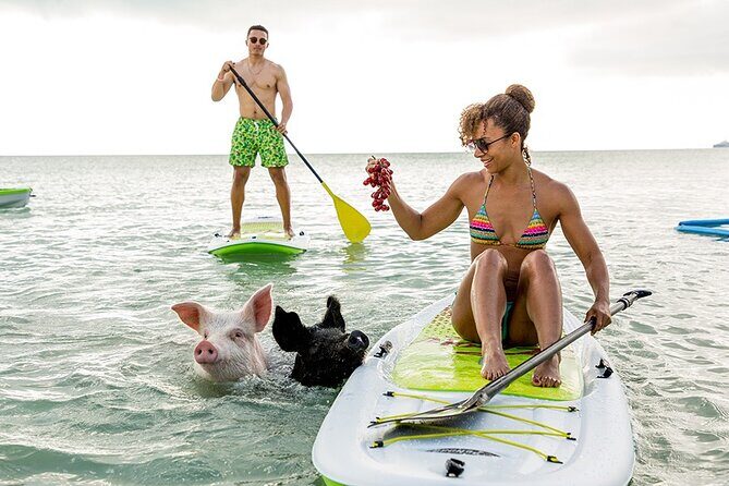 Swimming Pigs & ATV Tour - Key Points
