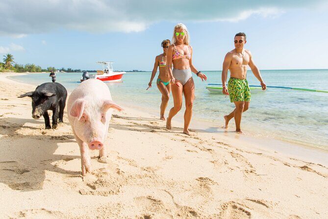 Swimming Pigs & ATV Tour - Exploring the Bahamas with a Private Jeep Tour