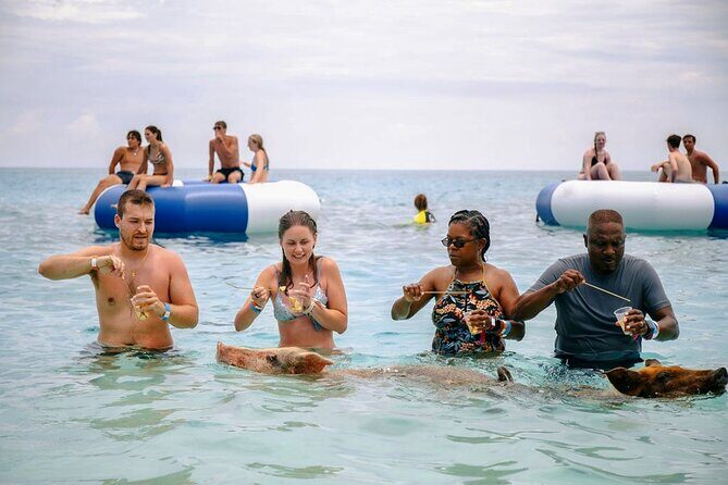 Swimming Pigs Of Rose Island Water Taxi Nassau Bahamas - A Deep Dive into the Experience