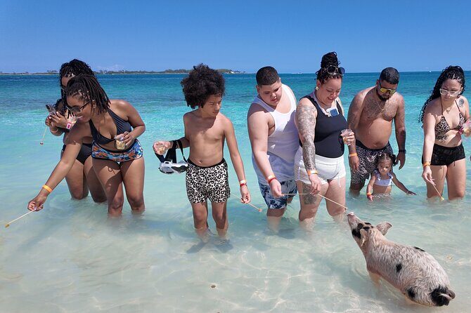 Swimming Pigs, Snorkeling and Beach Tour in Nassau Bahamas - A Detailed Look at the Nassau Bahamas Swimming Pigs & Snorkeling Tour