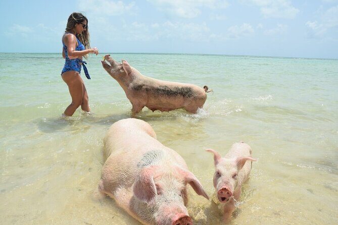 Swimming Pigs & Tour with Transportation to Rose Island - Key Points