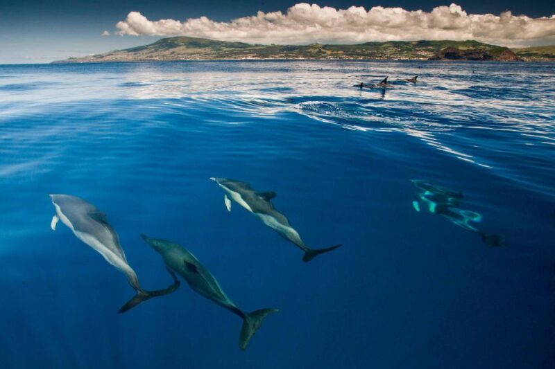 Swimming with Dolphins in Terceira Island - What to Expect From the Tour