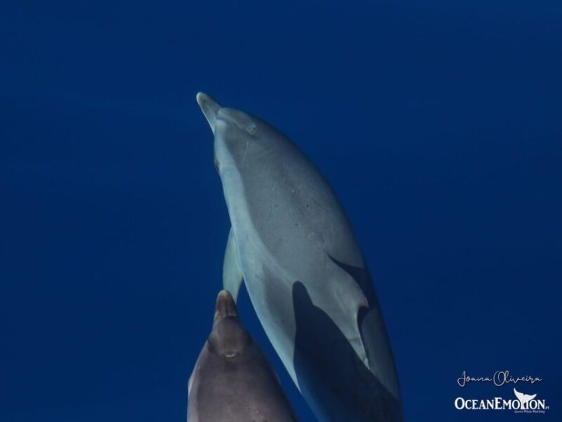 Swimming with Dolphins in Terceira Island - The Itinerary in Detail