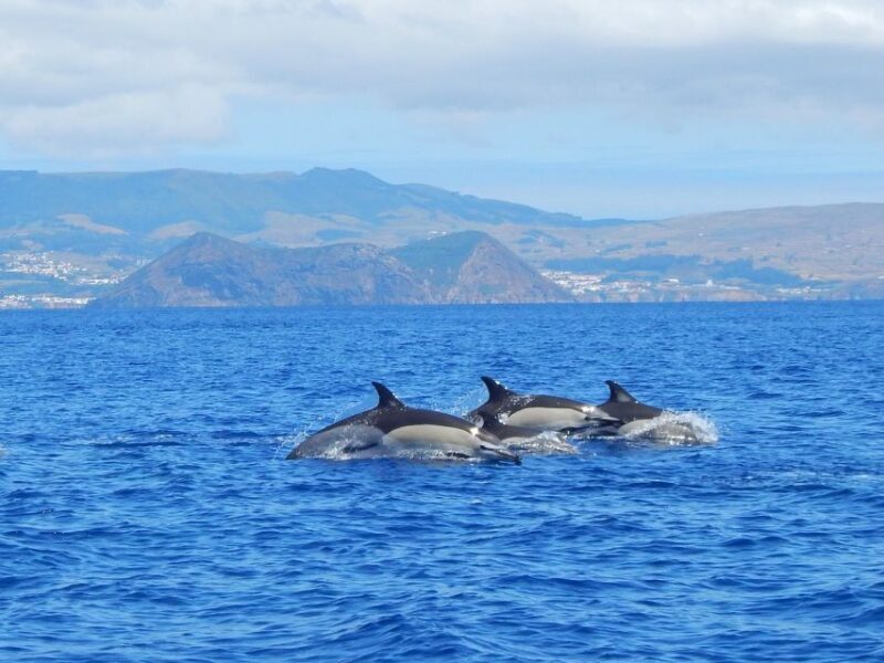 Swimming with Dolphins in Terceira Island - Who Should Consider This Tour?