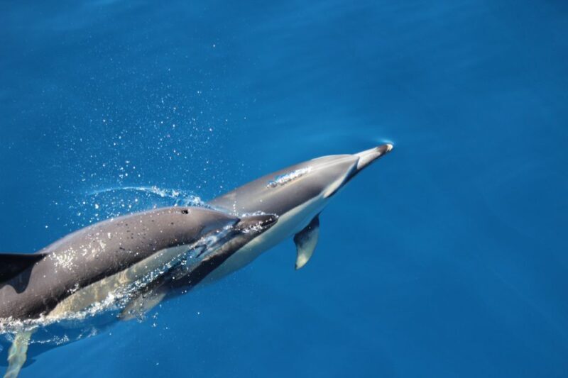 Swimming with Dolphins in Terceira Island - The Sum Up
