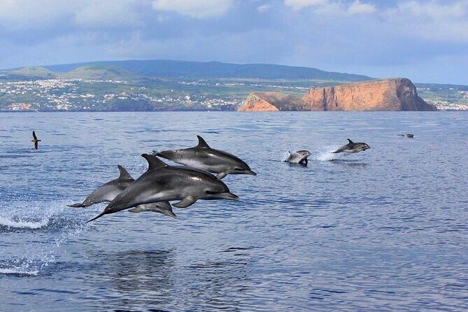 Swimming with Dolphins in Terceira Island - In-Depth Review of the Dolphins Experience in Terceira