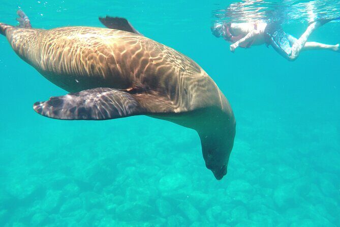 Swimming with sea lions in Isla Espiritu Santo, La Paz, Mexico - Exploring the Marine Paradise of Isla Espiritu Santo