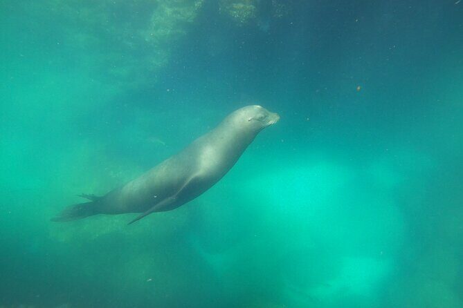 Swimming with sea lions in Isla Espiritu Santo, La Paz, Mexico - Final Thoughts