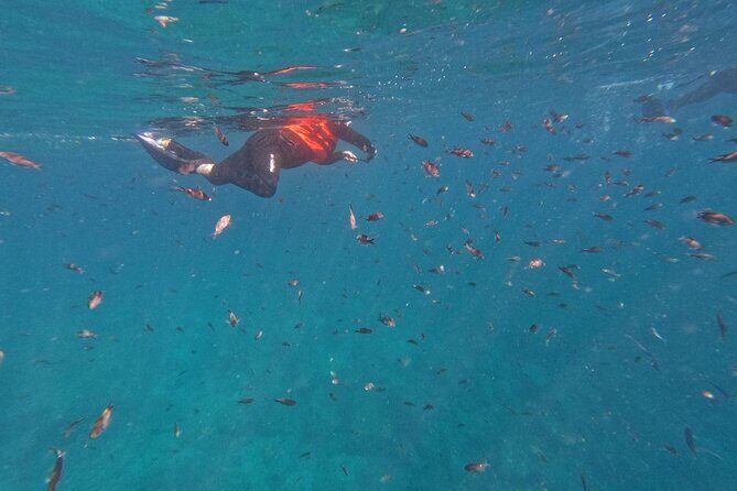 Swimming with sea lions in Isla Espiritu Santo, La Paz, Mexico - FAQ