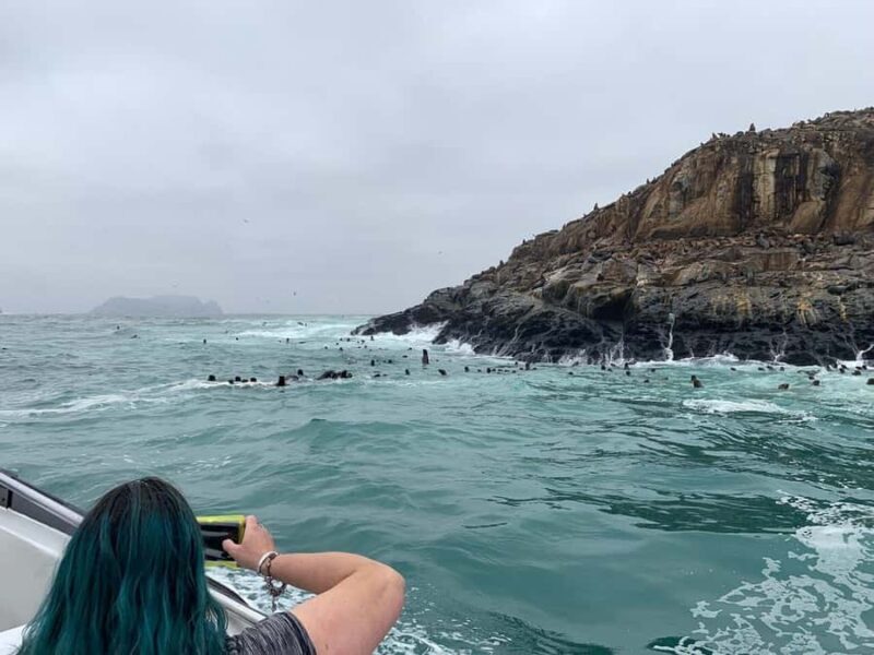 Swimming with sea lions in Lima - Key Points